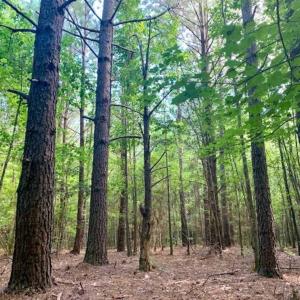 Photo of SOLD!!  65.24 Acres of Timber and Hunting Land For Sale in Nash County NC!