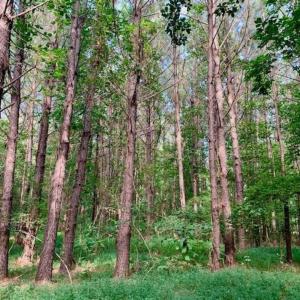 Photo of SOLD!!  65.24 Acres of Timber and Hunting Land For Sale in Nash County NC!