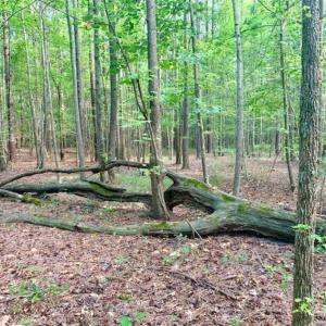 Photo of SOLD!!  65.24 Acres of Timber and Hunting Land For Sale in Nash County NC!
