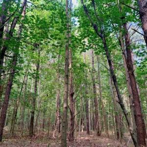Photo of SOLD!!  65.24 Acres of Timber and Hunting Land For Sale in Nash County NC!