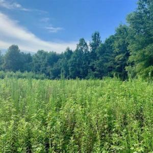 Photo of SOLD!!  65.24 Acres of Timber and Hunting Land For Sale in Nash County NC!