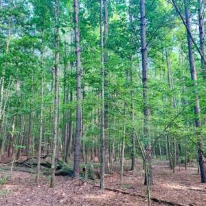 Photo of SOLD!!  65.24 Acres of Timber and Hunting Land For Sale in Nash County NC!