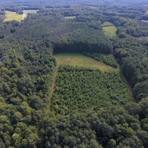 Photo of SOLD!!  65.24 Acres of Timber and Hunting Land For Sale in Nash County NC!