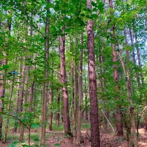 Photo of SOLD!!  65.24 Acres of Timber and Hunting Land For Sale in Nash County NC!