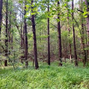 Photo of SOLD!!  65.24 Acres of Timber and Hunting Land For Sale in Nash County NC!