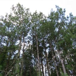 Photo of 98.03 Acres of Hunting and Timber Land for Sale in Horry County SC!