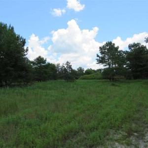 Photo of 98.03 Acres of Hunting and Timber Land for Sale in Horry County SC!
