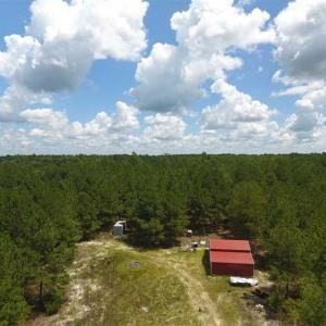 Photo of 98.03 Acres of Hunting and Timber Land for Sale in Horry County SC!