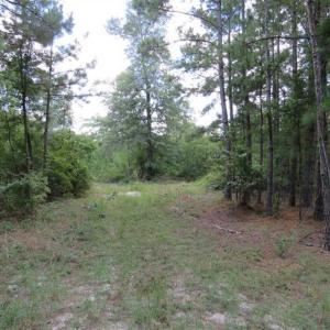 Photo of 98.03 Acres of Hunting and Timber Land for Sale in Horry County SC!