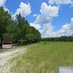 Photo of 98.03 Acres of Hunting and Timber Land for Sale in Horry County SC!