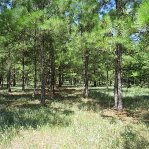 Photo of 98.03 Acres of Hunting and Timber Land for Sale in Horry County SC!