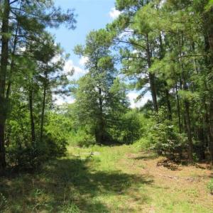 Photo of 98.03 Acres of Hunting and Timber Land for Sale in Horry County SC!