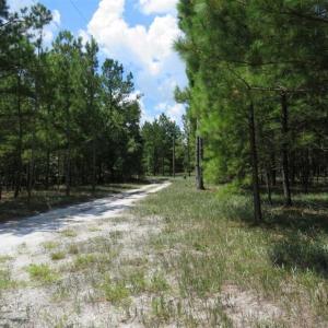 Photo of 98.03 Acres of Hunting and Timber Land for Sale in Horry County SC!