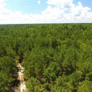 Photo of 98.03 Acres of Hunting and Timber Land for Sale in Horry County SC!