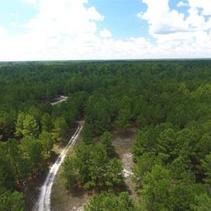 Photo of 98.03 Acres of Hunting and Timber Land for Sale in Horry County SC!