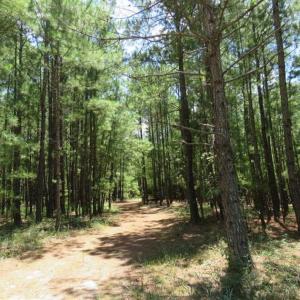 Photo of 98.03 Acres of Hunting and Timber Land for Sale in Horry County SC!
