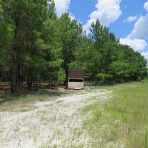 Photo of 98.03 Acres of Hunting and Timber Land for Sale in Horry County SC!