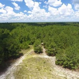 Photo of 98.03 Acres of Hunting and Timber Land for Sale in Horry County SC!