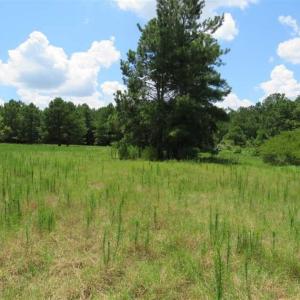 Photo of 98.03 Acres of Hunting and Timber Land for Sale in Horry County SC!