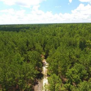 Photo of 98.03 Acres of Hunting and Timber Land for Sale in Horry County SC!