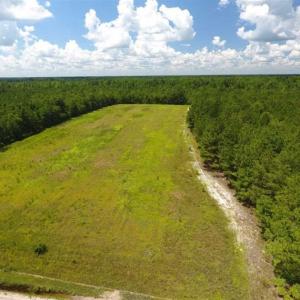 Photo of 98.03 Acres of Hunting and Timber Land for Sale in Horry County SC!