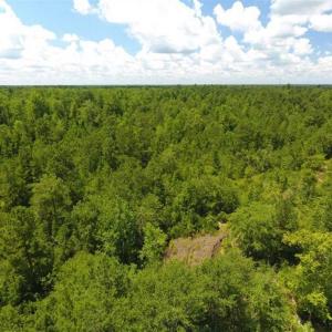 Photo of 98.03 Acres of Hunting and Timber Land for Sale in Horry County SC!