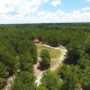 Photo of 98.03 Acres of Hunting and Timber Land for Sale in Horry County SC!