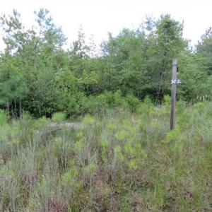 Photo of 98.03 Acres of Hunting and Timber Land for Sale in Horry County SC!