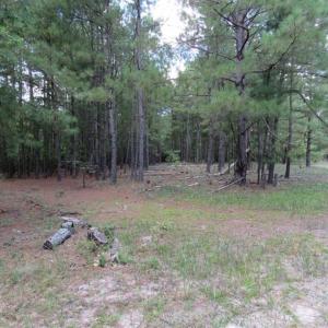 Photo of 98.03 Acres of Hunting and Timber Land for Sale in Horry County SC!