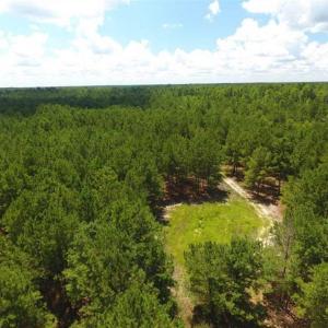 Photo of 98.03 Acres of Hunting and Timber Land for Sale in Horry County SC!