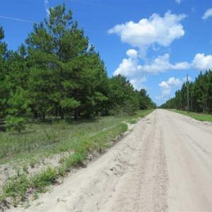 Photo of 98.03 Acres of Hunting and Timber Land for Sale in Horry County SC!