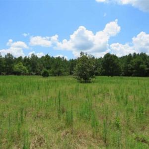 Photo of 98.03 Acres of Hunting and Timber Land for Sale in Horry County SC!