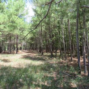 Photo of 98.03 Acres of Hunting and Timber Land for Sale in Horry County SC!