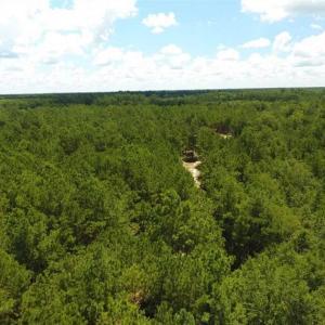 Photo of 98.03 Acres of Hunting and Timber Land for Sale in Horry County SC!