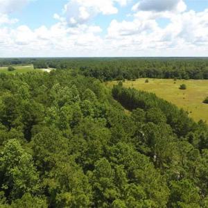 Photo of 98.03 Acres of Hunting and Timber Land for Sale in Horry County SC!