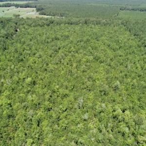 Photo of UNDER CONTRACT!!  11.66 Acre Wooded Residential Building Lot in Gates County NC!