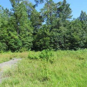 Photo of SOLD!!  38.74 Acres of Hunting and Timber Land For Sale in Brunswick County NC!