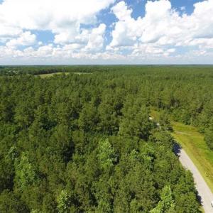 Photo of SOLD!!  38.74 Acres of Hunting and Timber Land For Sale in Brunswick County NC!