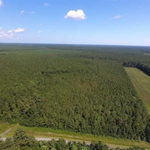 Photo of SOLD!!  38.74 Acres of Hunting and Timber Land For Sale in Brunswick County NC!