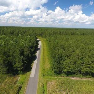Photo of SOLD!!  38.74 Acres of Hunting and Timber Land For Sale in Brunswick County NC!