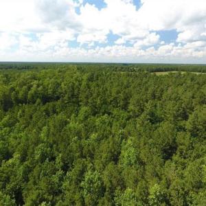 Photo of SOLD!!  38.74 Acres of Hunting and Timber Land For Sale in Brunswick County NC!