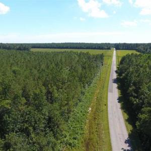 Photo of SOLD!!  38.74 Acres of Hunting and Timber Land For Sale in Brunswick County NC!