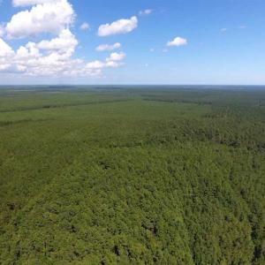 Photo of SOLD!!  38.74 Acres of Hunting and Timber Land For Sale in Brunswick County NC!
