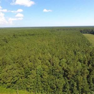 Photo of SOLD!!  38.74 Acres of Hunting and Timber Land For Sale in Brunswick County NC!