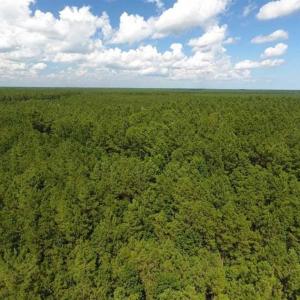 Photo of SOLD!!  38.74 Acres of Hunting and Timber Land For Sale in Brunswick County NC!
