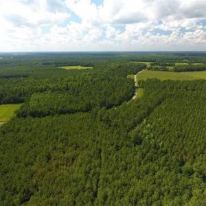 Photo of SOLD!!  38.74 Acres of Hunting and Timber Land For Sale in Brunswick County NC!