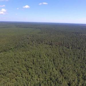 Photo of SOLD!!  38.74 Acres of Hunting and Timber Land For Sale in Brunswick County NC!