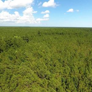 Photo of SOLD!!  38.74 Acres of Hunting and Timber Land For Sale in Brunswick County NC!