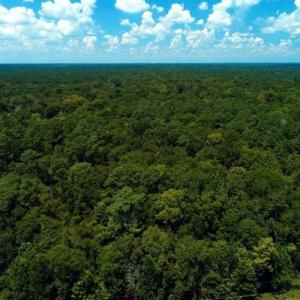 Photo of REDUCED! 17 Acres of Residential Land For Sale in Duplin County NC!