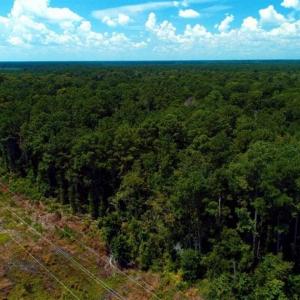 Photo of REDUCED! 17 Acres of Residential Land For Sale in Duplin County NC!